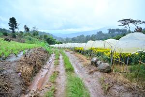 BIB: 1250
                            <button type="button" onclick="openModal(13377985)" class="btn btn-primary btn-sm float-right btn-popup" data-toggle="modal" data-target=".modal-high-quality">
                        <i class="fas fa-shopping-cart"></i> Add to Cart
                    </button>
                                            <button type="button" onclick="isThisMe(13377985, true)" class="btn btn-success btn-sm float-right btn-popup btn-isme hidden" data-toggle="tooltip" data-placement="bottom" title="นี่คือรูปของคุณใช่ไหม คลิกที่นี่เพื่อเอาเข้าอัลบั้ม">
                        <i class="fas fa-plus"></i> Add to album
                    </button>
                    <button type="button" onclick="isThisMe(13377985, false)" class="btn btn-warning btn-sm float-right btn-popup btn-isnotme hidden">
                        <i class="fas fa-ban"></i> Remove from album
                    </button>